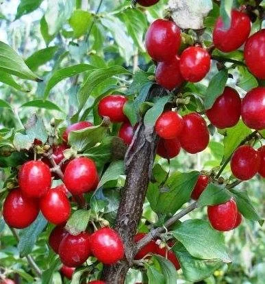 Дренки - едри, вкусни, полезни